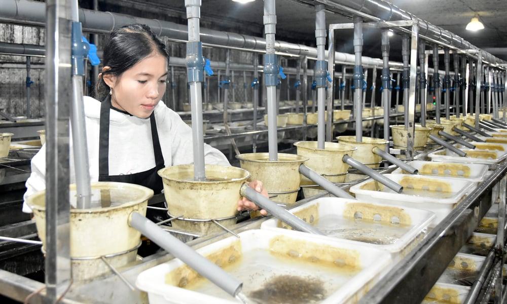Kỹ thuật chăm sóc cá giống trong nuôi trồng thủy sản.