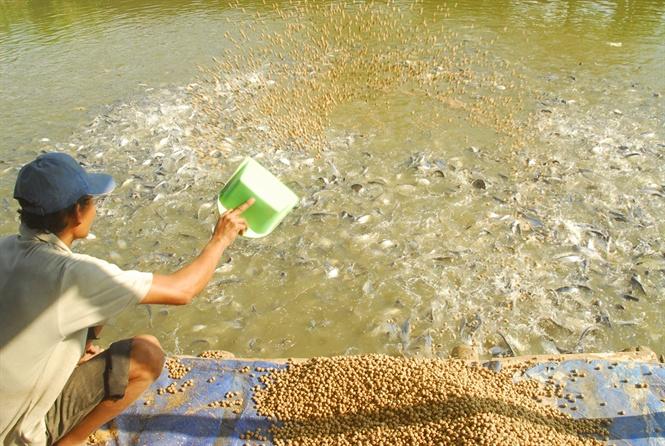 Cách cho cá ăn đúng kỹ thuật trong ao nuôi thủy sản.